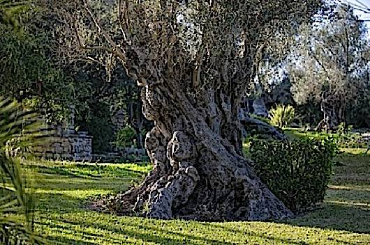 olivo-milenario-11 olivo-milenario-11