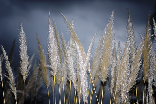 67Plumeros madrugada 67Plumeros madrugada