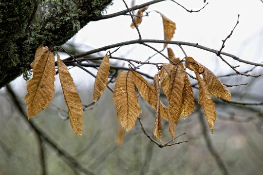141hojas muertas 1 141hojas muertas 1