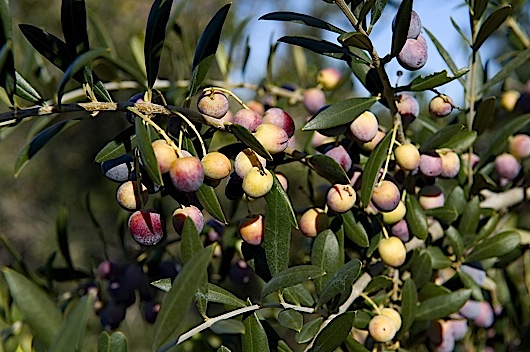 145aceitunas 21 145aceitunas 21