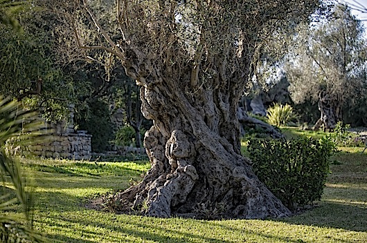 299olivo milenario 1 299olivo milenario 1