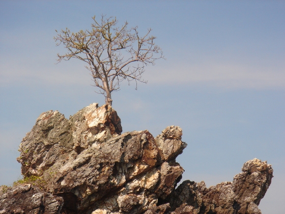 tree on rock